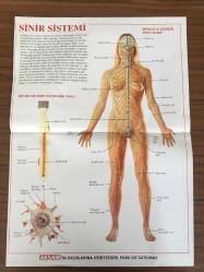 Akşam Gazetesi Sinir Sistemi Posteri, Renkli -  31x40 cm ebadında