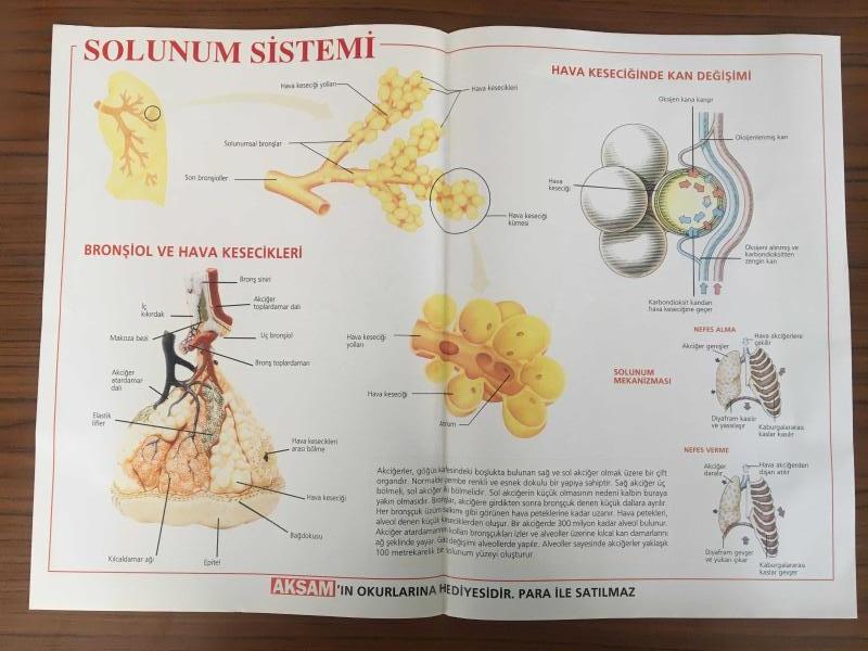 çocuklar için solunum sistemi modeli nasıl yapılır