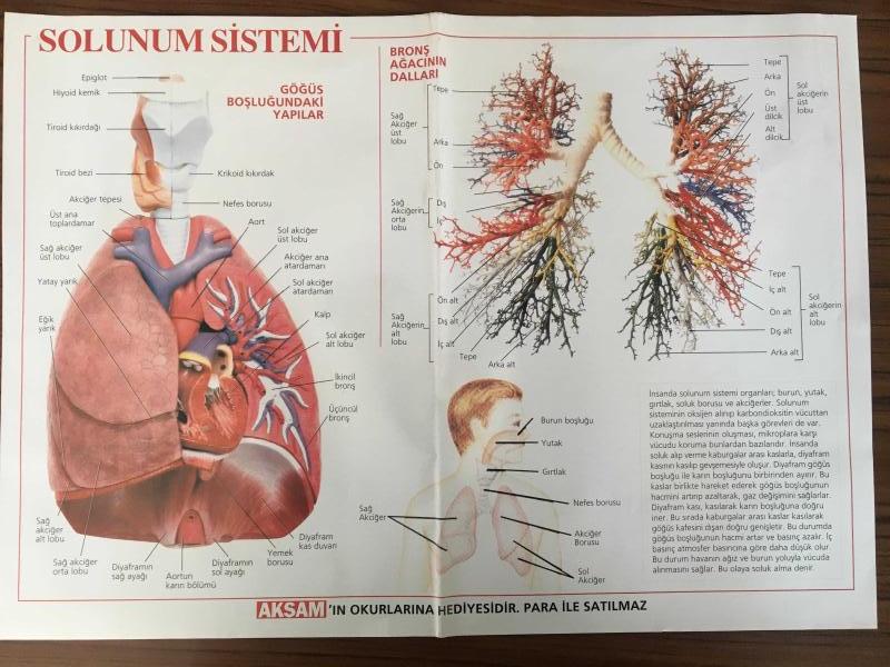 çocuklar için solunum sistemi modeli nasıl yapılır