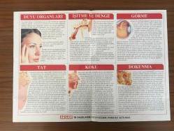 Akşam Gazatesi Renkli Posteri Duyu Organları İşitme ve Denge Görme Tat Koku Dokunma 31x40 cm
