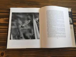 Borne on the Wind The Extraordinary World of Insects in Flight