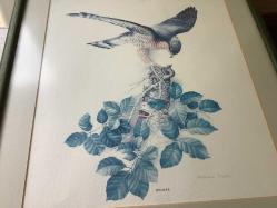 AVRUPA BASKI ESKİ RESİM