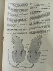 Eros Cinsel Bilim Dergisi - 9 Şubat 1971 - 50. Fasikül - Yin ve Yang - Yumurta Hücresi - Yumurtalık Ağrısı - Yumurta Aktarılması - Yunanistan'da Cinsellik - Yumuşak Şankr - Yusuf ile Zeliha - Yüceleştirme - Yoga, Cinsel - Mircea Eliade -