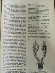 Eros Cinsel Bilim Dergisi - 9 Şubat 1971 - 50. Fasikül - Yin ve Yang - Yumurta Hücresi - Yumurtalık Ağrısı - Yumurta Aktarılması - Yunanistan'da Cinsellik - Yumuşak Şankr - Yusuf ile Zeliha - Yüceleştirme - Yoga, Cinsel - Mircea Eliade -