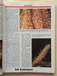 Tropical Fish Hobbyist Magazine - October 1994 - Vintage Magazine - İngilizce Tropikal Balık Hobisi Dergisi - The King of the Corys - The Red Paradisefish - Soft is Beautiful - Fish Collecting in the Maldives - The Shrimp Gobies - The Chiricahuas : Mountain Islands in the Arizona Desert - The Flora , Fauna , and Fishes of the Galapagos