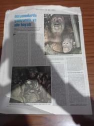 Cumhuriyet Bilim Teknik Gazetesi - 17 Ağustos 1996- Sayı 491 - Uzaydan Net Resimler - En İnce Tabaka Altın - Sivrisinek Yağmurda Uçabilir Mi - Gene Farenin İşi Hantavirüs  Hastalığı -Konuşan Beyin İnsan Yoksa Özel Bir Yaratık Değil Mi - Evrende Hayat Var Mı - Hale Bopp 1997'nin Büyük Kuyrukluyıldızı- Şiddetin Kaynağı Ne - Maymunlarda Yamyamlık Ve Aile Hayatı