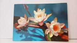 ÇİÇEK TEMALI KARTPOSTAL,RENKLİ,ARKASINA YAZILMIŞ 12 X 16 CM EBADINDA