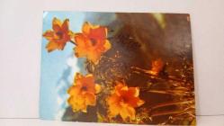 ÇİÇEK TEMALI KARTPOSTAL,RENKLİ,ARKASINA YAZILMIŞ 12 X 16 CM EBADINDA