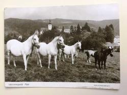 HEDİYE KARTPOSTALI, ARAZİDEKİ BEYAZ VE AL ATLAR, ARKASI YAZILMAMIŞ, SİYAH BEYAZ, 15 X 10 CM EBADINDA - 1940'LAR, 1950'LER, 1960'LAR, 1970'LER 1980'LER