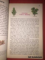TREES : A Guide To Familiar American Trees - A Golden Nature Guide - Golden Press - Herbert S. Zım - Alexander C. Martin - İngilizce Kitap (AĞAÇLAR: Tanıdık Amerikan Ağaçları Rehberi)