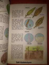 TREES : A Guide To Familiar American Trees - A Golden Nature Guide - Golden Press - Herbert S. Zım - Alexander C. Martin - İngilizce Kitap (AĞAÇLAR: Tanıdık Amerikan Ağaçları Rehberi)