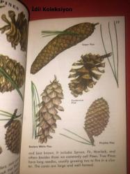 TREES : A Guide To Familiar American Trees - A Golden Nature Guide - Golden Press - Herbert S. Zım - Alexander C. Martin - İngilizce Kitap (AĞAÇLAR: Tanıdık Amerikan Ağaçları Rehberi)