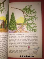 TREES : A Guide To Familiar American Trees - A Golden Nature Guide - Golden Press - Herbert S. Zım - Alexander C. Martin - İngilizce Kitap (AĞAÇLAR: Tanıdık Amerikan Ağaçları Rehberi)