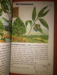 TREES : A Guide To Familiar American Trees - A Golden Nature Guide - Golden Press - Herbert S. Zım - Alexander C. Martin - İngilizce Kitap (AĞAÇLAR: Tanıdık Amerikan Ağaçları Rehberi)