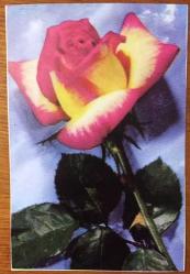 HEDİYE KARTPOSTALI, MAVİ FON ÜZERİNE PEMBE VE İÇİ SARI DESENLİ BİR GÜL VE YEŞİL YAPRAKLARI. AŞKIN, DUYGUSALLIĞIN VE ROMANTİK ANLARIN VAZGEÇİLMEZ BİR KARESİ, ÖZEL GÜNLERİNİZ İÇİN HOŞ BİR TEBRİK KARTI, ARKASI YAZILMAMIŞ, RENKLİ, 10 X 15 CM EBADINDA - 1940'LAR, 1950'LER, 1960'LAR, 1970'LER 1980'LER