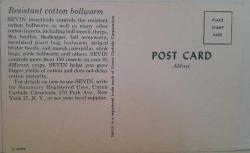 YAPRAK YİYEN TIRTIL KARTPOSTALI,ARKASINA YAZILMAMIŞ,RENKLİ, 10 X 14 CM EBADINDA