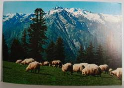 KARLI DAĞLAR VE YEMYEŞİL ÇİMENLERDE OTLAYAN KOYUNLAR KARTPOSTALI,ARKASINA YAZILMIŞ,RENKLİ, 11 X 15 CM EBADINDA