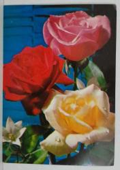 AŞKIN SEVGİNİN VE GÜZELLİĞİN SİMGESİ GÜL KARTPOSTALI,ARKASINA YAZILMIŞ,RENKLİ, 11 X 15 CM EBADINDA
