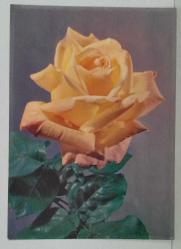 AŞKIN SEVGİNİN VE GÜZELLİĞİN SİMGESİ GÜL KARTPOSTALI,ARKASINA YAZILMIŞ,RENKLİ, 11 X 15 CM EBADINDA