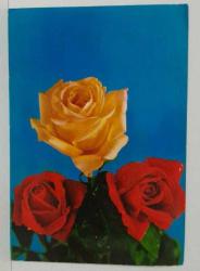 AŞKIN SEVGİNİN VE GÜZELLİĞİN SİMGESİ GÜL KARTPOSTALI,ARKASINA YAZILMIŞ,RENKLİ, 11 X 15 CM EBADINDA