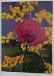 AŞKIN SEVGİNİN VE GÜZELLİĞİN SİMGESİ GÜL KARTPOSTALI,ARKASINA YAZILMIŞ,RENKLİ, 11 X 15 CM EBADINDA