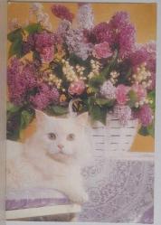 RENGARENK ÇİÇEKLER ÖNÜNDE TATLI BEYAZ KEDİ KARTPOSTALI,ARKASINA YAZILMIŞ,RENKLİ, 11 X 15 CM EBADINDA