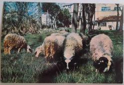 YEMYEŞİL ÇİMENLER ÜSTÜNDE OTLAYAN KOYUNLAR KARTPOSTALI,ARKASINA YAZILMIŞ,RENKLİ, 11 X 15 CM EBADINDA