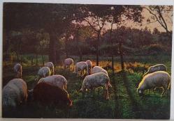 YEMYEŞİL ÇİMENLER ÜSTÜNDE OTLAYAN KOYUNLAR KARTPOSTALI,ARKASINA YAZILMIŞ,RENKLİ, 11 X 15 CM EBADINDA