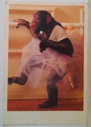 BALO ELBİSESİ GİYMİŞ ŞEMPANZE KARTPOSTALI,ARKASINA YAZILMIŞ,RENKLİ, 11 X 15 CM EBADINDA