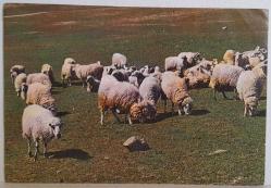 YEMYEŞİL ÇİMENLER ÜSTÜNDE OTLAYAN KOYUNLAR KARTPOSTALI,ARKASINA YAZILMIŞ,RENKLİ, 11 X 15 CM EBADINDA