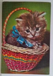 MİNİK TATLI KEDİ YAVRUSU KARTPOSTALI,ARKASINA YAZILMIŞ,RENKLİ, 11 X 15 CM EBADINDA