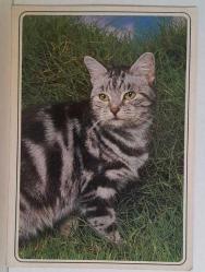 MİNİK TATLI KEDİ YAVRUSU KARTPOSTALI,ARKASINA YAZILMIŞ,RENKLİ, 11 X 15 CM EBADINDA