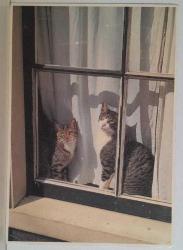 MİNİK TATLI KEDİ YAVRUSU KARTPOSTALI,ARKASINA YAZILMIŞ,RENKLİ, 11 X 15 CM EBADINDA