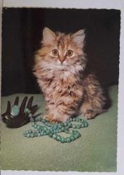 MİNİK TATLI KEDİ YAVRUSU KARTPOSTALI,ARKASINA YAZILMIŞ,RENKLİ, 11 X 15 CM EBADINDA