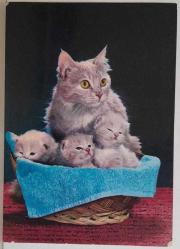 MİNİK TATLI KEDİ YAVRUSU KARTPOSTALI,ARKASINA YAZILMIŞ,RENKLİ, 11 X 15 CM EBADINDA