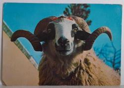 BÜYÜK BOYNUZLU KABARIK TÜYLÜ KOÇ KARTPOSTALI,ARKASINA YAZILMAMIŞ,RENKLİ, 11 X 15 CM EBADINDA
