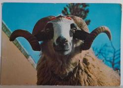 BÜYÜK BOYNUZLU KABARIK TÜYLÜ KOÇ KARTPOSTALI,ARKASINA YAZILMAMIŞ,RENKLİ, 11 X 15 CM EBADINDA