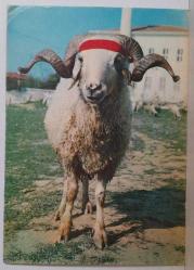 BÜYÜK BOYNUZLU KABARIK TÜYLÜ KOÇ KARTPOSTALI,ARKASINA YAZILMAMIŞ,RENKLİ, 11 X 15 CM EBADINDA