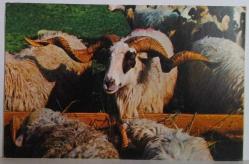 BÜYÜK BOYNUZLU KABARIK TÜYLÜ KOÇ KARTPOSTALI,ARKASINA YAZILMAMIŞ,RENKLİ, 11 X 15 CM EBADINDA