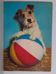 SU TOPUYLA OYNAYAN YAVRU KÖPEK KARTPOSTALI,ARKASINA YAZILMAMIŞ,RENKLİ, 11 X 15 CM EBADINDA