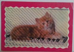 MİNİK TATLI KEDİ YAVRUSU KARTPOSTALI,ARKASINA YAZILMAMIŞ,RENKLİ, 11 X 15 CM EBADINDA