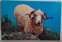 BÜYÜK BOYNUZLU VE KABARIK TÜYLÜ KOÇ KARTPOSTALI,ARKASINA YAZILMAMIŞ,RENKLİ, 11 X 15 CM EBADINDA