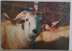 BÜYÜK BOYNUZLU VE KABARIK TÜYLÜ KOÇ KARTPOSTALI,ARKASINA YAZILMAMIŞ,RENKLİ, 11 X 15 CM EBADINDA