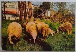 YEMYEŞİL ÇİMENLERDE OTLAYAN KOYUNLAR KARTPOSTALI,ARKASINA YAZILMAMIŞ,RENKLİ, 11 X 15 CM EBADINDA