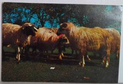 BÜYÜK BOYNUZLU VE KABARIK TÜYLÜ KOÇLAR KARTPOSTALI,ARKASINA YAZILMAMIŞ,RENKLİ, 11 X 15 CM EBADINDA