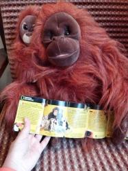 NATİONAL GEOGRAPHİC 2006 YAPIMI VİNTAGE ORANGUTAN ANNE VE BEBEK PELUŞ OYUNCAK FİGÜR BİBLO BEBEK 35 X 50 CM