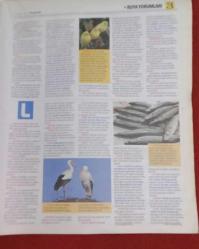 Kelebek 2 Gazete 31 Mart 2016 Rüyaların Dili Çözülüyor!,Terazi - Akrep Burcu,Akrep - Terazi Burcu Kadınları,Akrep Burcu Kadını Ve Erkek,Terazi Burcu Kadını ve Erkek,Akrep Burcu Erkeği,Terazi Burcu Erkeği,Yıl İçi Sağlığınız,Akrep - Terazi Burcunun Yıl İçi İş Hayatı