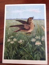 Efemera - ÇİZİM KARTPOSTAL, KIRLARDA UÇUŞAN BİR KUŞ ÇİZİMİ, ARKASI YAZILI VE PULLU (ADELE ANAVI MEKTUBU), RENKLİ, 11 X 15 CM EBADINDA - 1940'LAR, 1950'LER, 1960'LAR, 1970'LER 1980'LER - kitantik - kitaLog