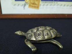 PİRİNÇ KAPLUMBAĞA KÜLLÜK