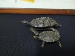 PİRİNÇ KAPLUMBAĞA KÜLLÜKLER